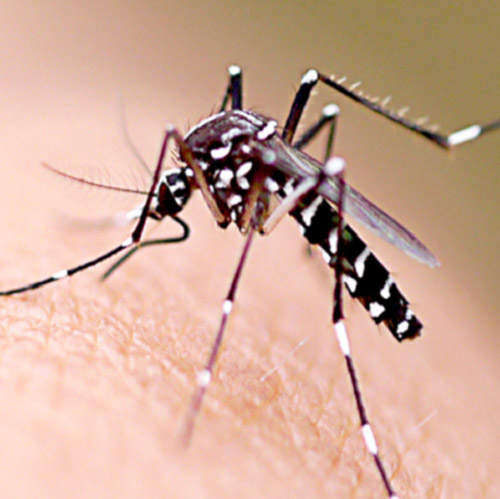 A picada do mosquito transmissor  traz uma série de sintomas, inclusive, risco de morte