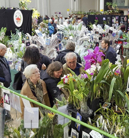 Evento tem histórico em atrair um bom público que gosta de apreciar a beleza das orquídeas