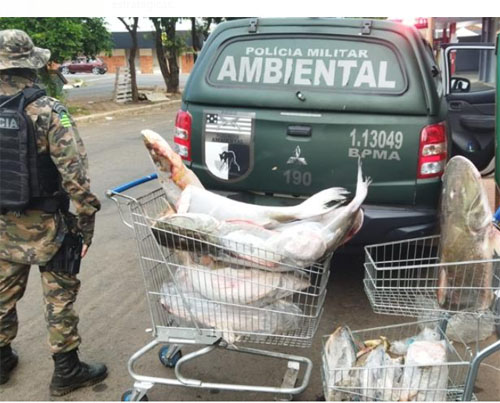 31 peixes, 91.850 quilos de pescado ilegal. Foram entregues no Lar São Vicente de Paulo