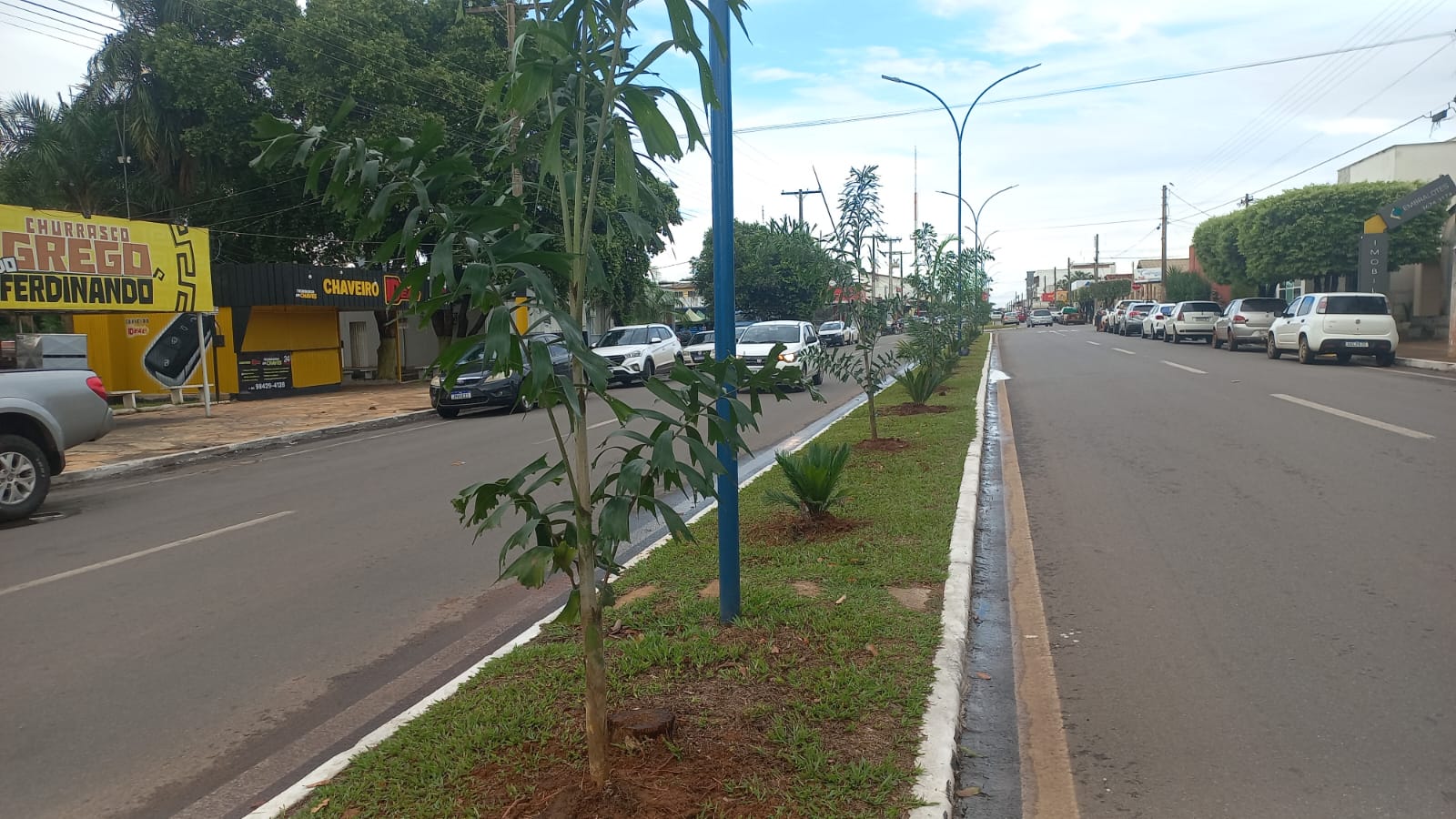 Avenida Pará ganha visual mais verde com o plantio de palmeiras - Oeste ...