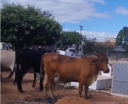vaca2